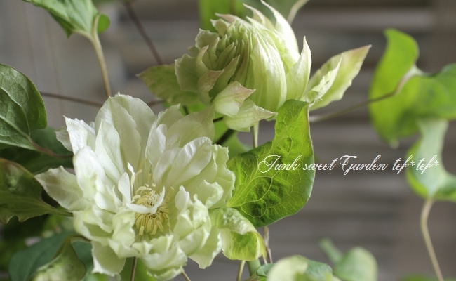 クレマチス 『雪おこし』 | すべての商品 | | Junk sweet Garden tef*tef*