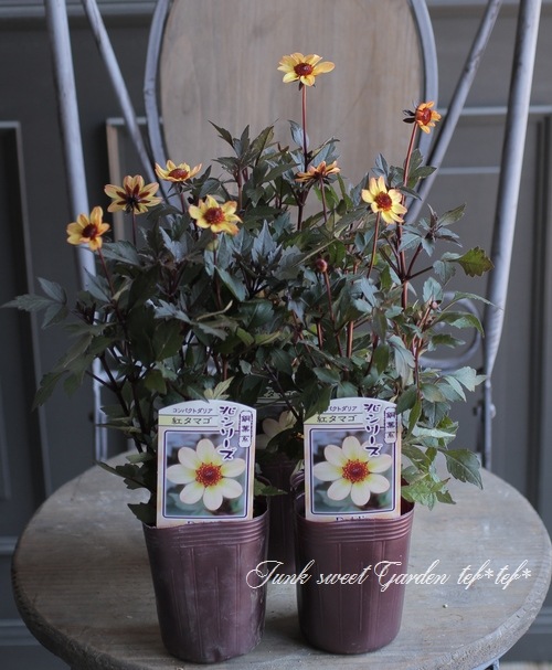 Flower Season Copiapoa Saffron 植物天国 塊根植物 Flower Season Copiapoa Saffron 植物天国 塊根植物