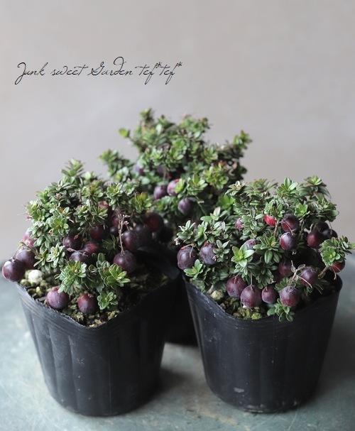 ��¥����٥꡼����̾�ؤĤ뤳������