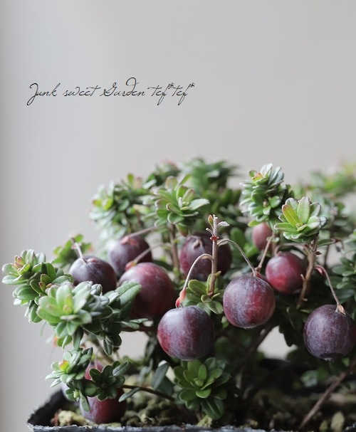 ��¥����٥꡼����̾�ؤĤ뤳������