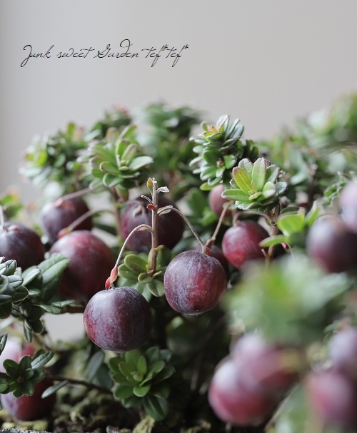 ��¥����٥꡼����̾�ؤĤ뤳������