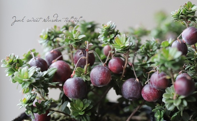 ��¥����٥꡼����̾�ؤĤ뤳������