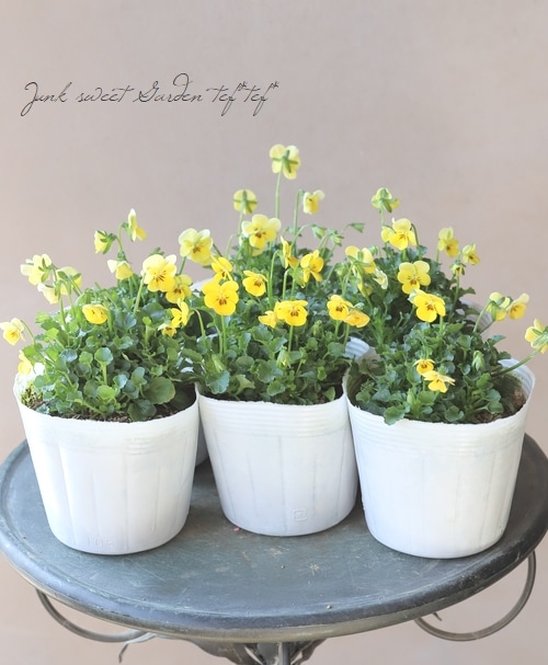 ○小輪ビオラ・ビオレッタ 『キュータイズ』 | すべての商品 | | Junk