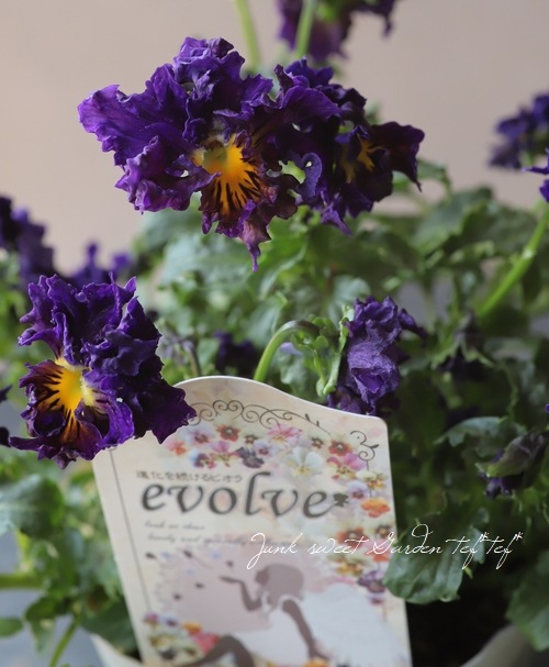 エオラプトル 2種セット 進化を続ける育種家ビオラ 『evolve spark -エボルベスパーク-』 No.9