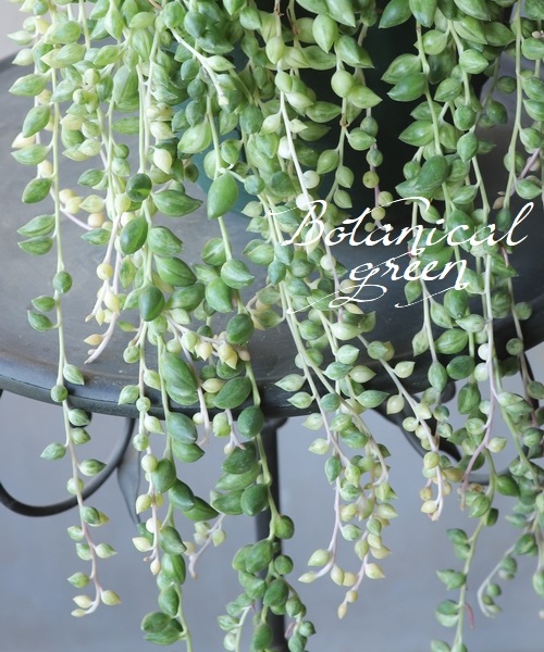 多肉植物】 セネシオ 『エンジェルティアーズ』 大株！ | すべての商品