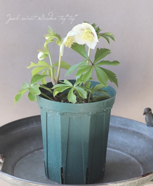 クリスマスローズ・セミダブル 【20273】 | すべての商品 | | Junk