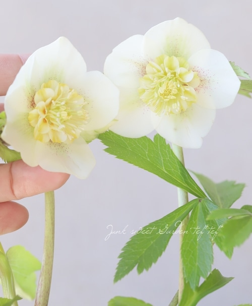 クリスマスローズ・セミダブル 【20273】 | すべての商品 | | Junk