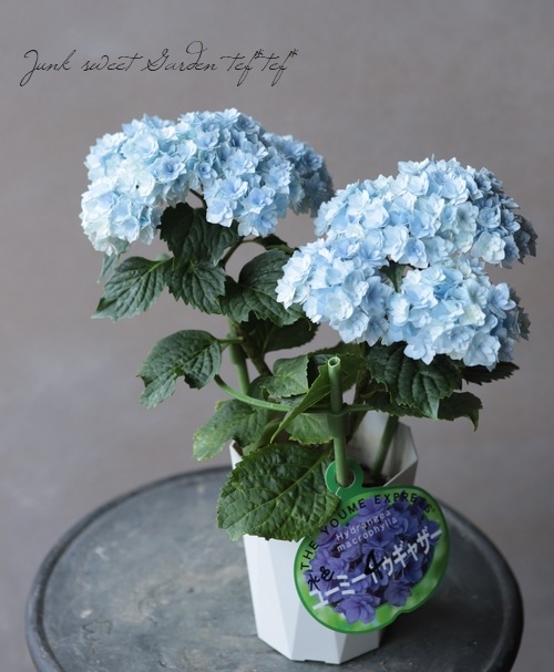 紫陽花 ユーミー トゥギャザー 水色 Flower Species アジサイ Junk Sweet Garden Tef Tef