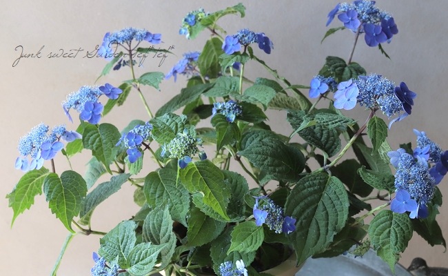 ✿Dom❤Mia様 2点 紫陽花　アジサイ　エスメラルダ　ネイビーブルー 山紫陽花 『濃姫 -ノウヒメ-』 | Flower Species,アジサイ | | Junk