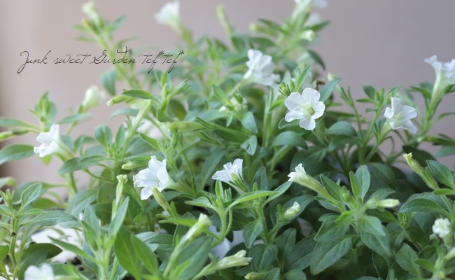 �ڥ���˥������ꥹ�ο����إ��󥼥�ۥ磻�ȡ�