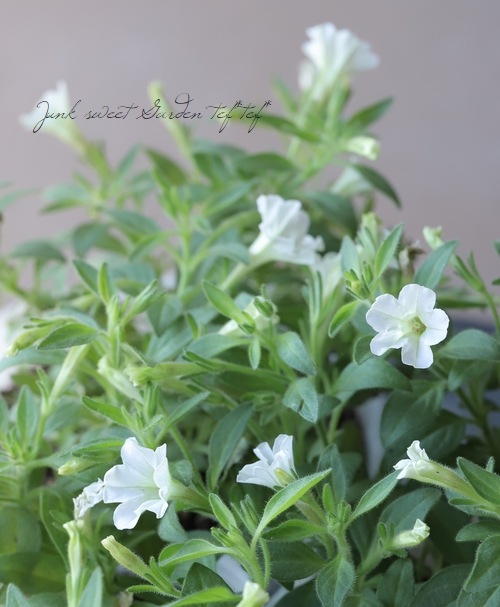 �ڥ���˥������ꥹ�ο����إ��󥼥�ۥ磻�ȡ�