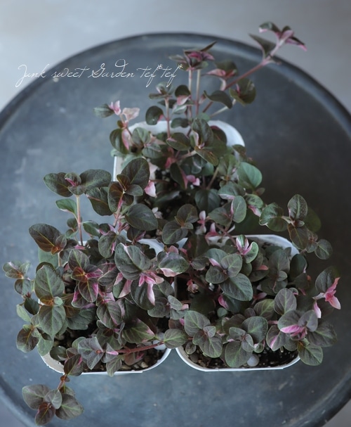 ������Ƽ�եꥷ�ޥ������إ��塼�ƥ��󥰥�������