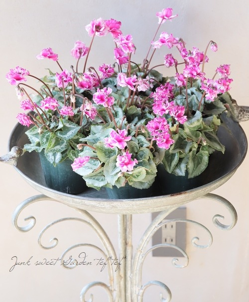 ガーデンシクラメン・フェアリーラブ 『小輪フリル』 【C】 | すべての