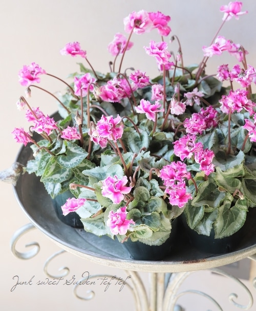 ガーデンシクラメン・フェアリーラブ 『小輪フリル』 【C】 | すべての
