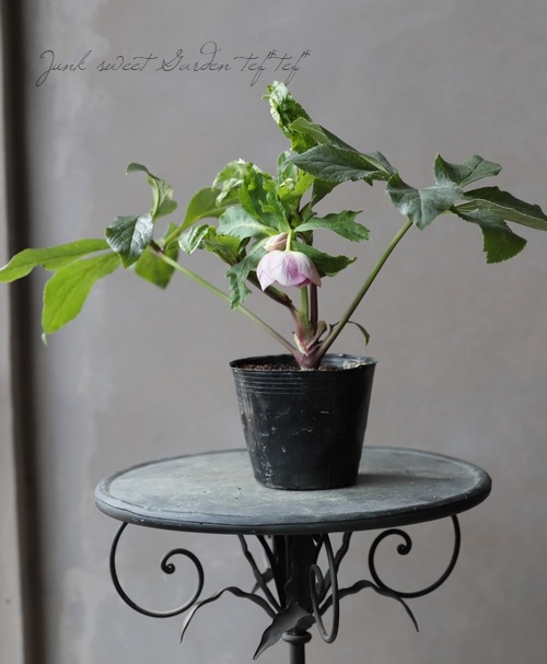 クリスマスローズ『ピンクカップシングル』 No.F | すべての商品