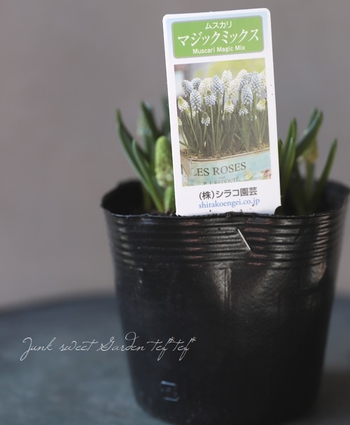 ムスカリ マジックミックス 芽出し球根 すべての商品 Junk Sweet Garden Tef Tef