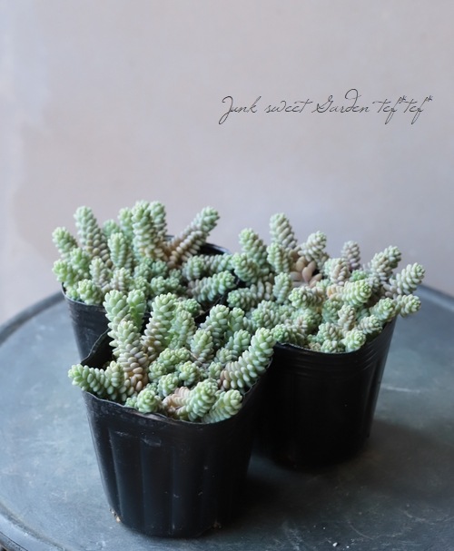 ��¿����ʪ�ۥ����� �إ����ե���ࡦ�С��ʥƥ���