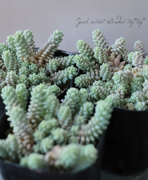 ��¿����ʪ�ۥ����� �إ����ե���ࡦ�С��ʥƥ���