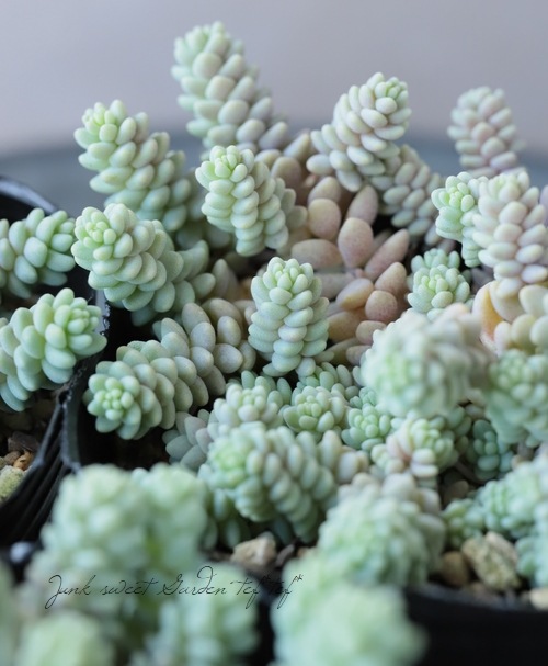 ��¿����ʪ�ۥ����� �إ����ե���ࡦ�С��ʥƥ���