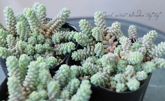 ��¿����ʪ�ۥ����� �إ����ե���ࡦ�С��ʥƥ���