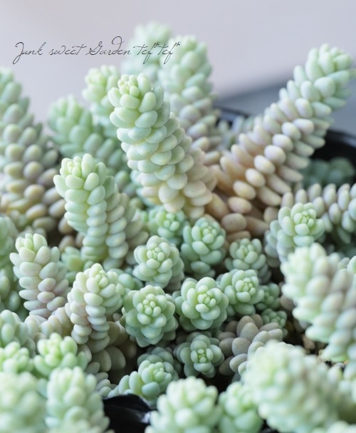 ��¿����ʪ�ۥ����� �إ����ե���ࡦ�С��ʥƥ���