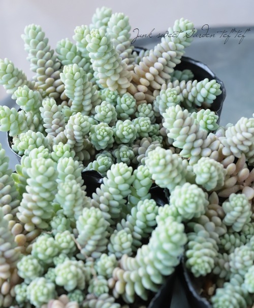 ��¿����ʪ�ۥ����� �إ����ե���ࡦ�С��ʥƥ���