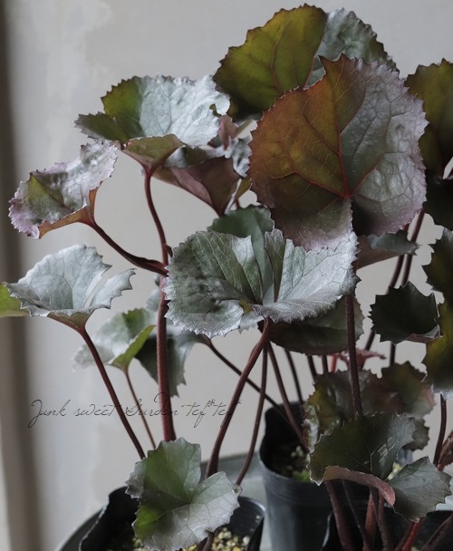 リグラリア ブリットマリークロフォード 種子 9月４日採取 クロウフォード リグラリア ブリットマリークロフォード 種子 9月4日採取 クロウ