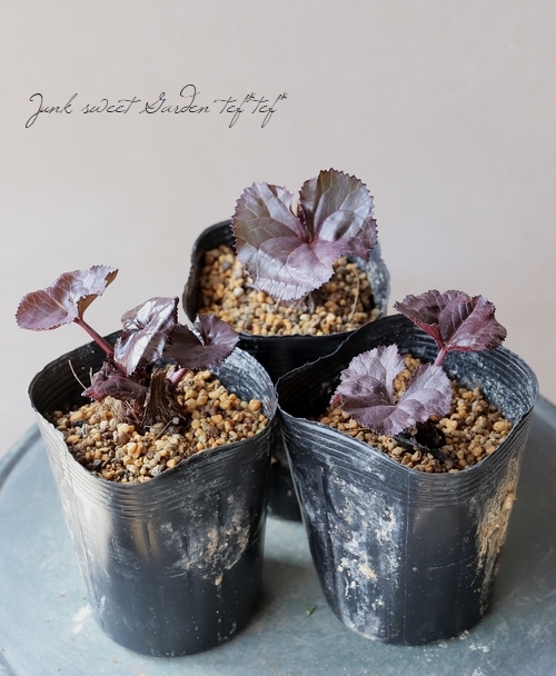 リグラリア 『ブリットマリークロフォード』 | すべての商品