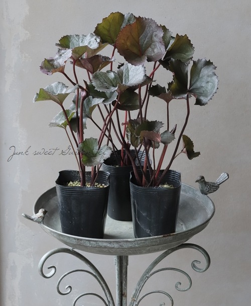 リグラリア 『ブリットマリークロフォード』 | すべての商品 | | Junk