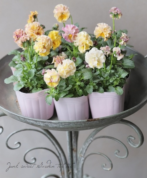 H可愛い♡パンジー♡モルゲンロート♡遊花♡3号♡ポットごと宅急便