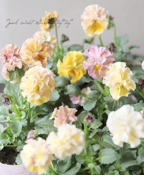 C可愛い♡パンジー♡モルゲンロート♡遊花♡３号♡ポットごと宅急便コンパクト M可愛い♡パンジー♡モルゲンロート♡遊花♡3号♡ポットごと宅急便