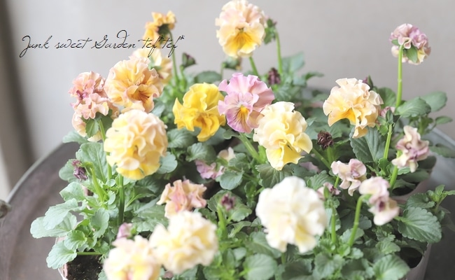 ○パンジー 『モルゲンロート』 【パステルオレンジ】 | すべての商品