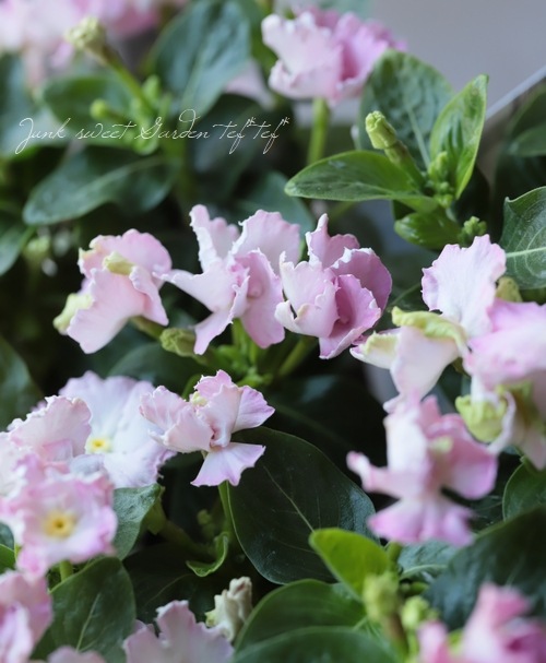 �˥��˥��������ե�󥸥ӥ󥫡��إ�����塼�������� �ڥԥ󥯡�