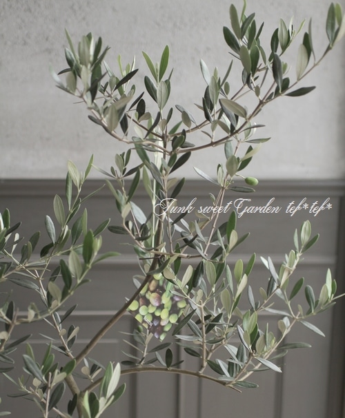 オリーブ 『ルッカ』 【B】 | すべての商品 | | Junk sweet