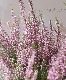 ���롼�ʡ������ǥ󥬡��륺����No.�ʡ�