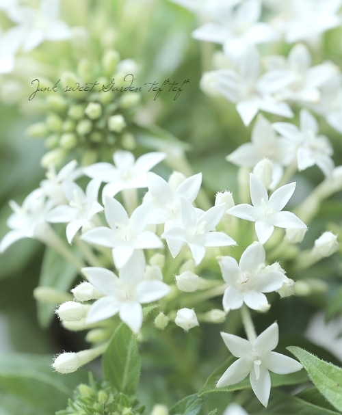 ペンタス・ラッキースター 『ホワイト』2本植え | すべての商品