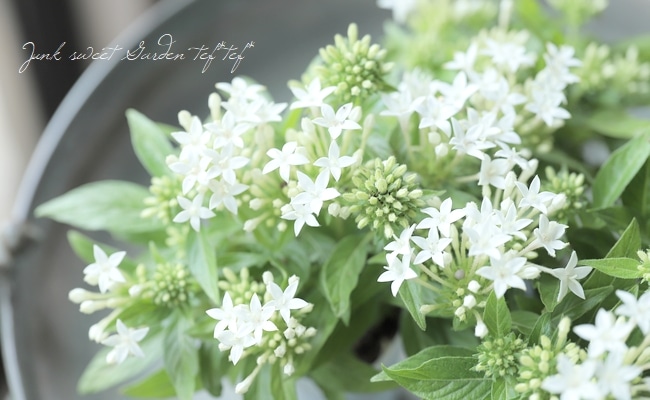 ペンタス・ラッキースター 『ホワイト』2本植え | すべての商品