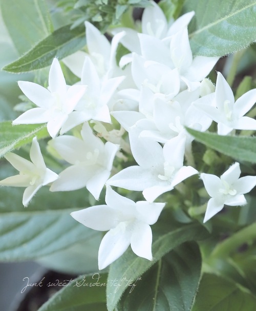 ペンタス・ラッキースター 『ホワイト』2本植え | すべての商品