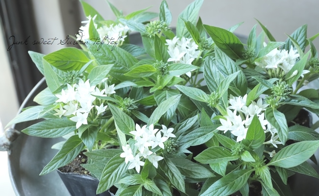 ペンタス・ラッキースター 『ホワイト』2本植え | すべての商品