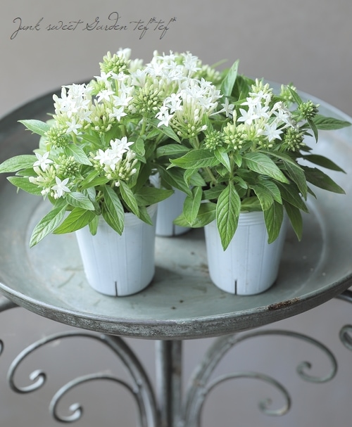 ♡ペンタス♡ ペンタス・ラッキースター 『ホワイト』2本植え | すべての商品