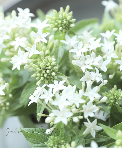 ペンタス・ラッキースター 『ホワイト』2本植え | すべての商品