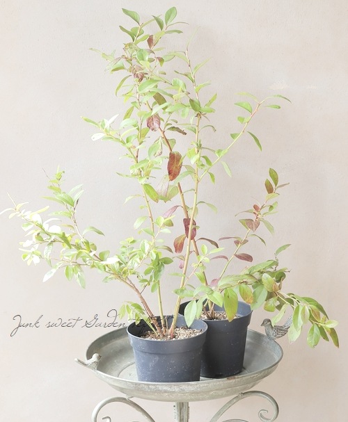 果樹】 ブルーベリー・サザンハイブッシュ系 『オニール』 | 花苗