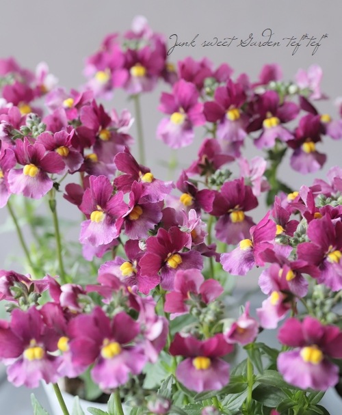 ˧��ɺ��ͥ᥷���������ޥ󥹡��إХ˥�����꡼��