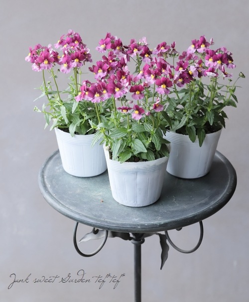 ˧��ɺ��ͥ᥷���������ޥ󥹡��إХ˥�����꡼��