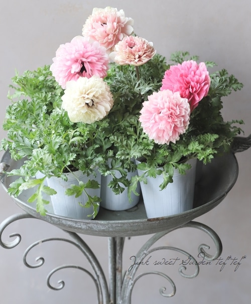 八重咲きアネモネ 『momo -もも-』 | すべての商品 | | Junk sweet