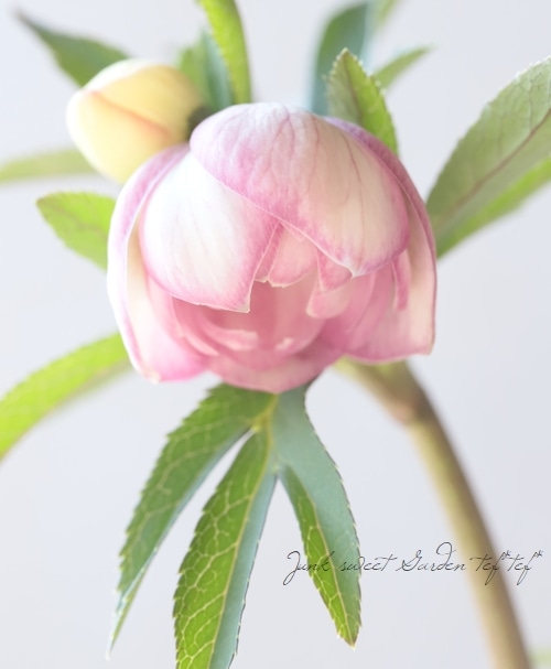 大和園】 クリスマスローズ 『カップ咲きピンクダブル』 2026【C