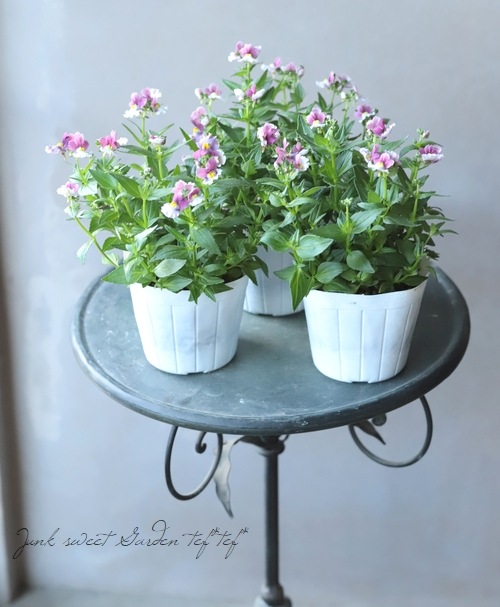 �ɺ��ͥ᥷�����إ��ȥ��٥꡼��