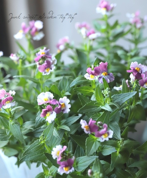 �ɺ��ͥ᥷�����إ��ȥ��٥꡼��