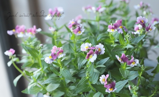 �ɺ��ͥ᥷�����إ��ȥ��٥꡼��