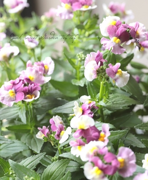 �ɺ��ͥ᥷�����إ��ȥ��٥꡼��